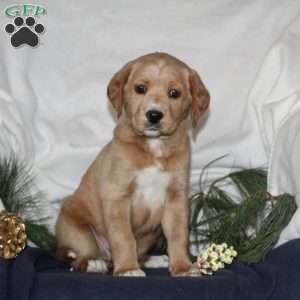 Blitzen, Labrador Mix Puppy